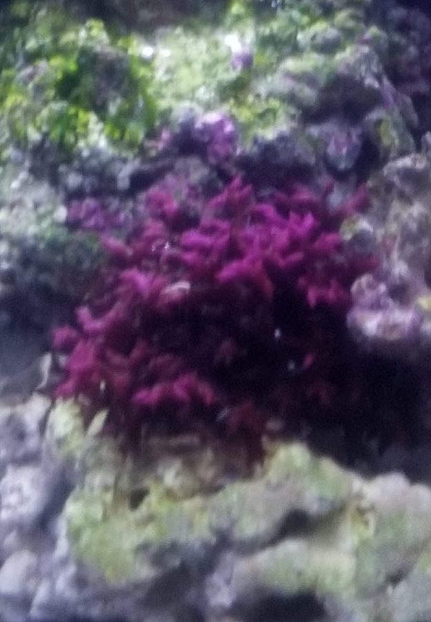 赤い海藻