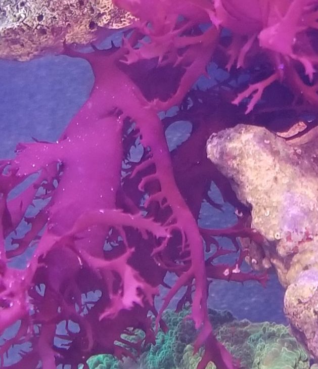 海中の赤色海藻